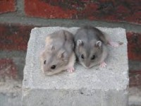 /album/conejos-y-cuyes-en-venta/images-5-jpg1/